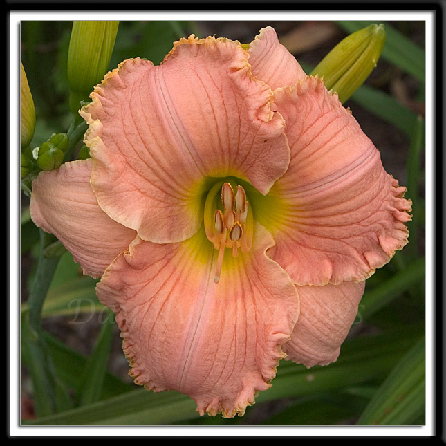 Daylily Pink Mimosa Alternate Image